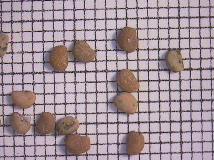 Potamogeton gramineus L.