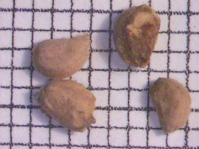 Potamogeton gramineus L.