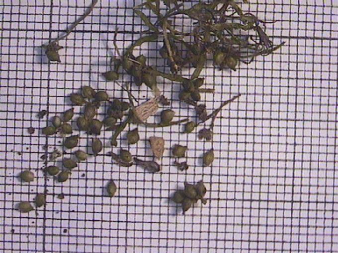 Potamogeton berchtoldii Fieb.