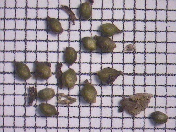 Potamogeton berchtoldii Fieb.