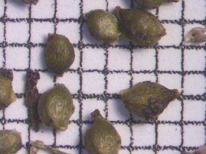 Potamogeton berchtoldii Fieb.