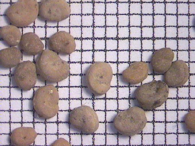 Potamogeton lucens L.