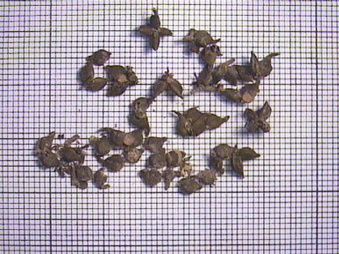 Potamogeton crispus L.