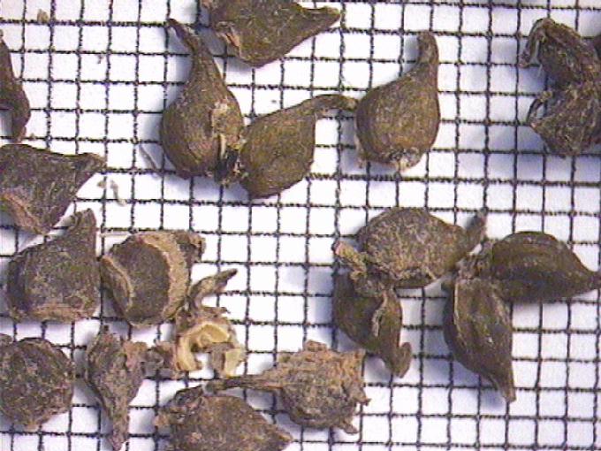 Potamogeton crispus L.