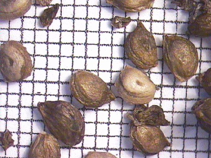 Potamogeton natans L.