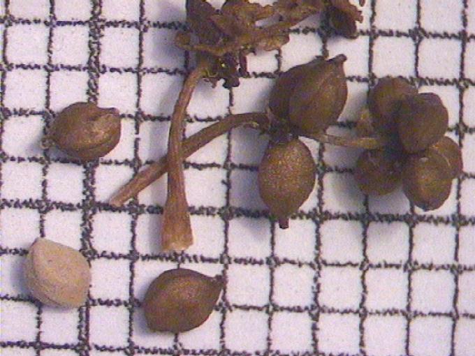 Potamogeton pusillus L.