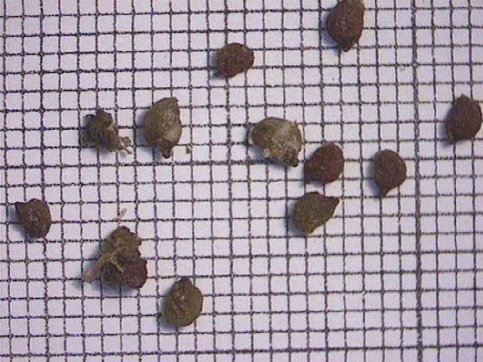 Potamogeton nodosus Poiret