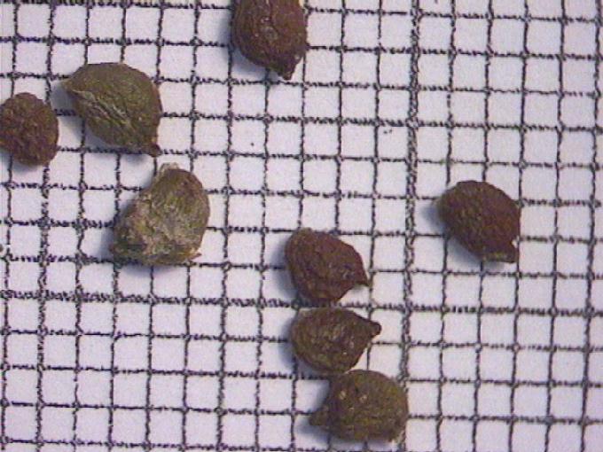 Potamogeton nodosus Poiret
