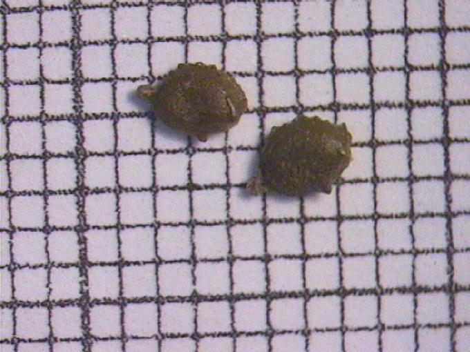 Potamogeton trichoides Cham. et Schlecht.