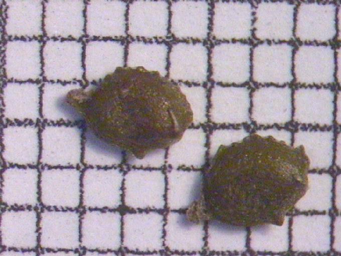 Potamogeton trichoides Cham. et Schlecht.