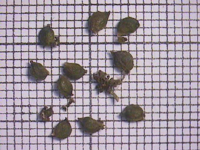 Potamogeton obtusifolius Mert. et Koch
