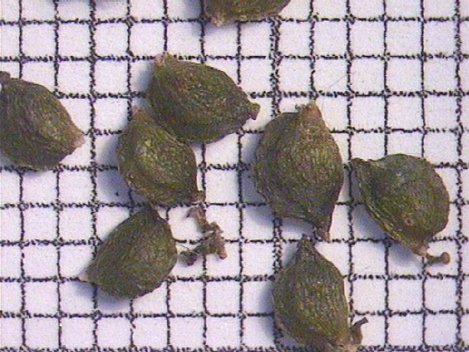 Potamogeton obtusifolius Mert. et Koch
