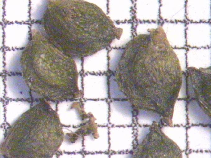 Potamogeton obtusifolius Mert. et Koch