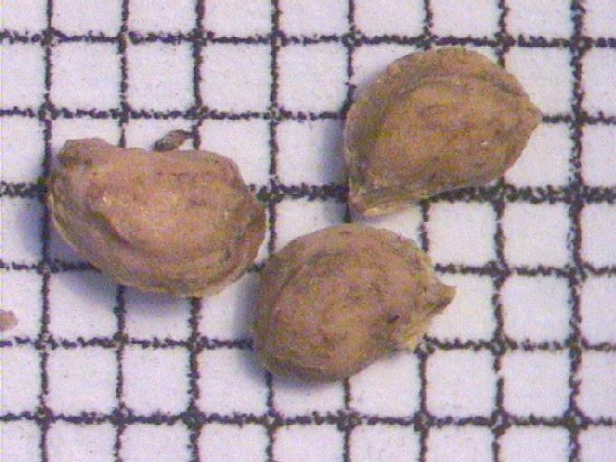 Potamogeton obtusifolius Mert. et Koch