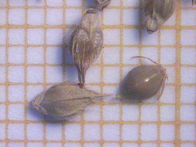 Echinochloa crus-galli (L.) Beauv.