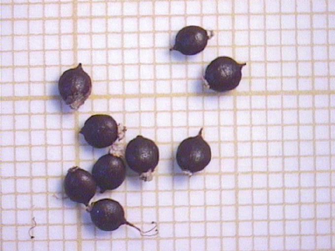 Polygonum amphibium L.