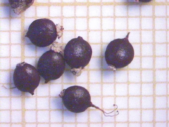 Polygonum amphibium L.