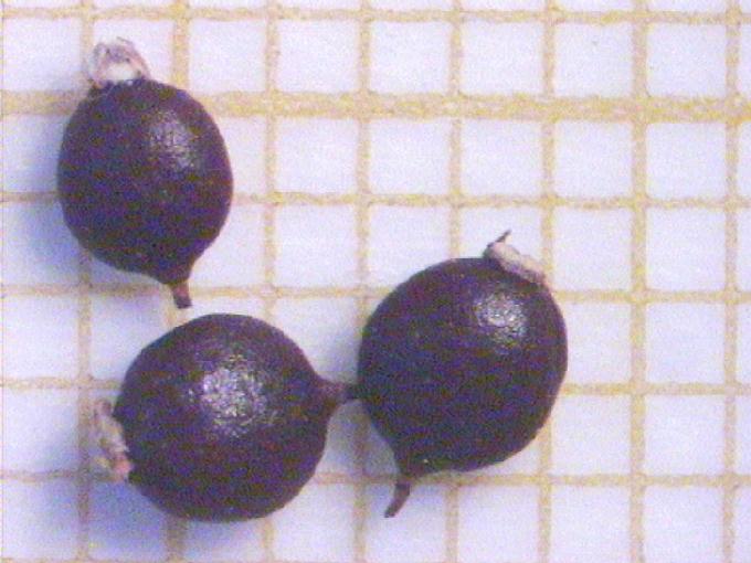Polygonum amphibium L.