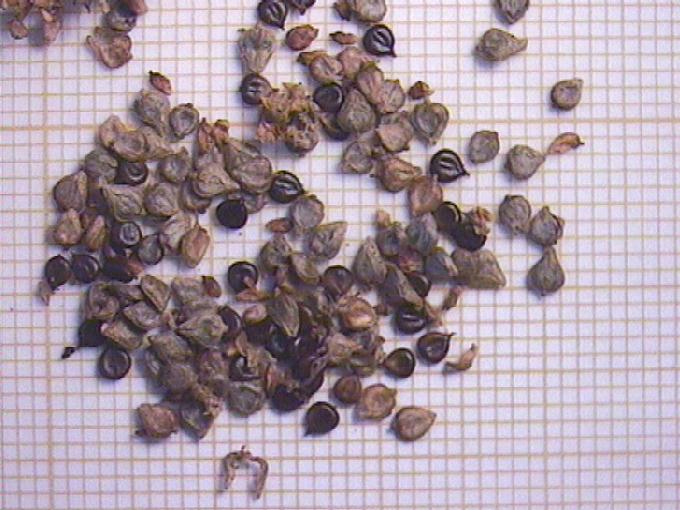 Polygonum lapathifolium L.