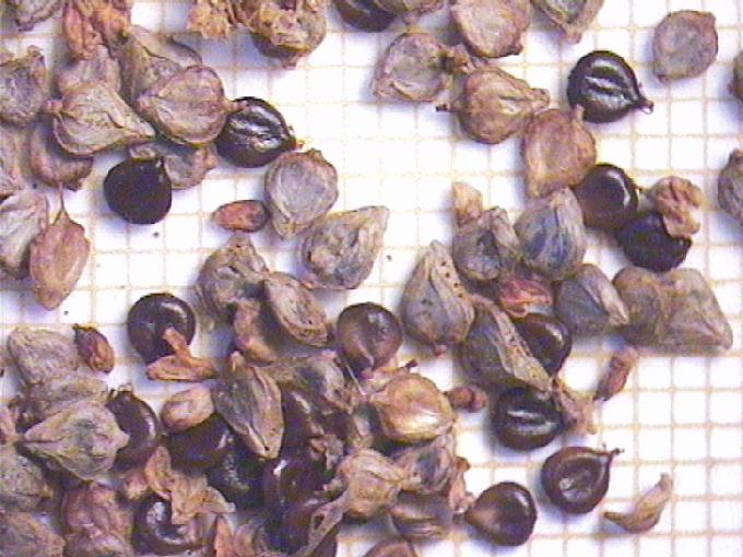 Polygonum lapathifolium L.