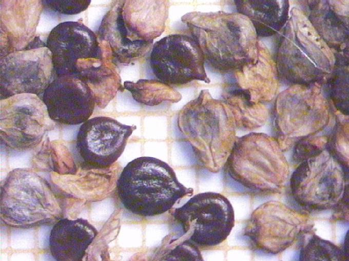 Polygonum lapathifolium L.