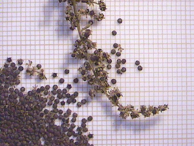 Chenopodium polyspermum L.