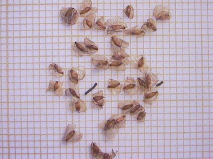 Betula alba L.