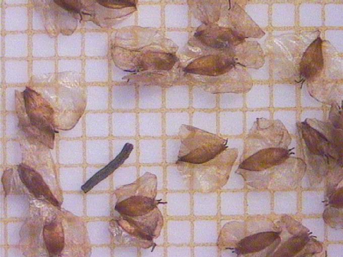 Betula alba L.