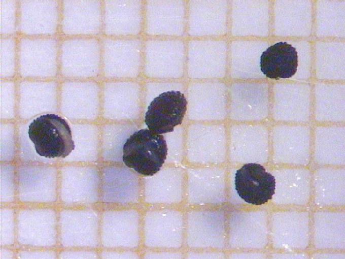 Stellaria holostea L.
