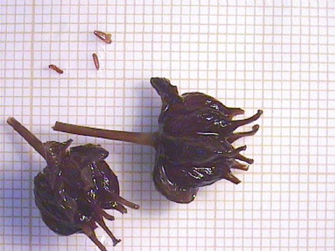 Butomus umbellatus L.