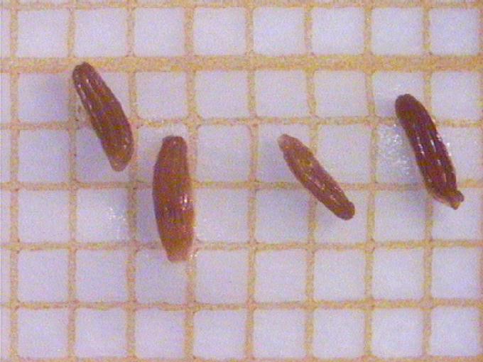 Butomus umbellatus L.