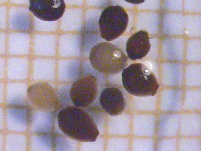 Eleocharis palustris (L.) Roem. et Schult.