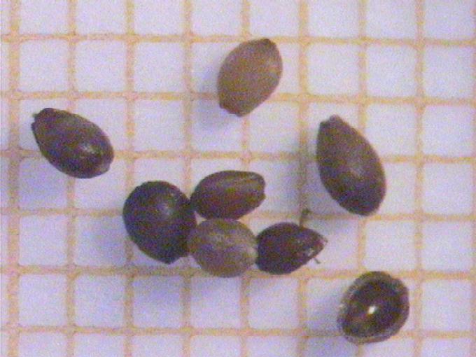 Eleocharis palustris (L.) Roem. et Schult.