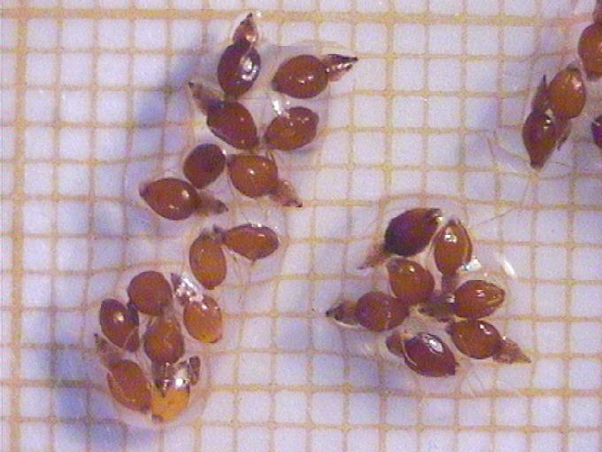 Eleocharis palustris (L.) Roem. et Schult.