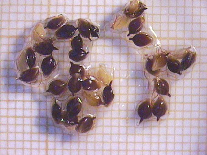 Scirpus lacustris L.
