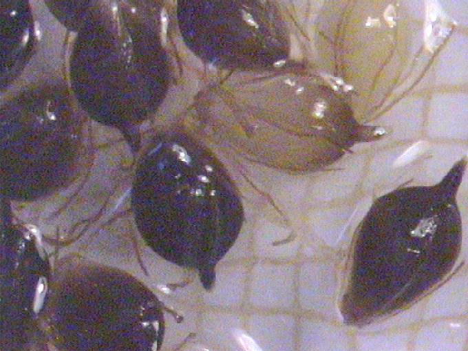 Scirpus lacustris L.