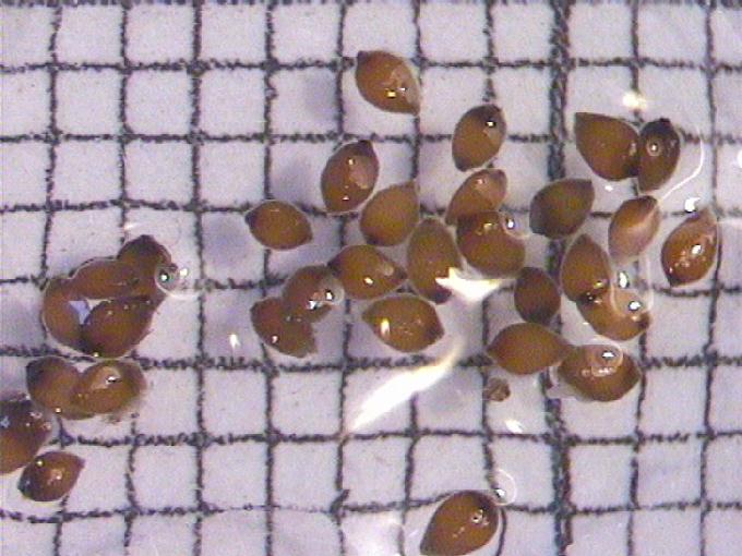 Urtica dioica L.