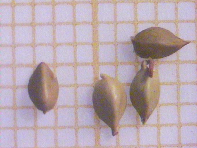 Carex riparia Curt.