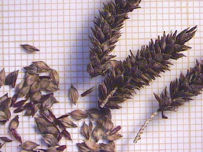Carex acutiformis Ehrh.