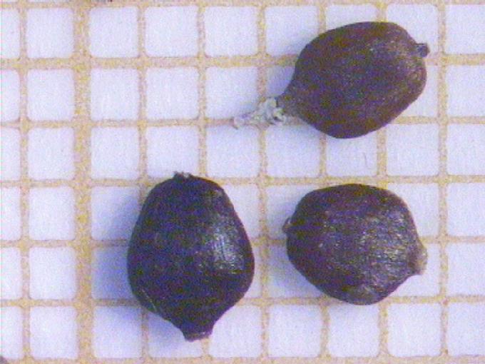 Carex spicata Huds.