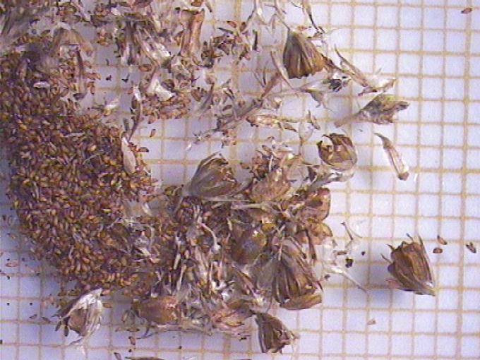 Juncus conglomeratus L.