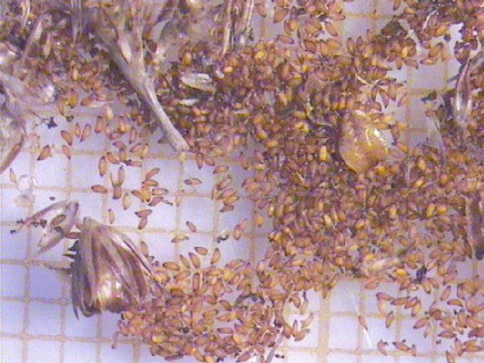 Juncus conglomeratus L.