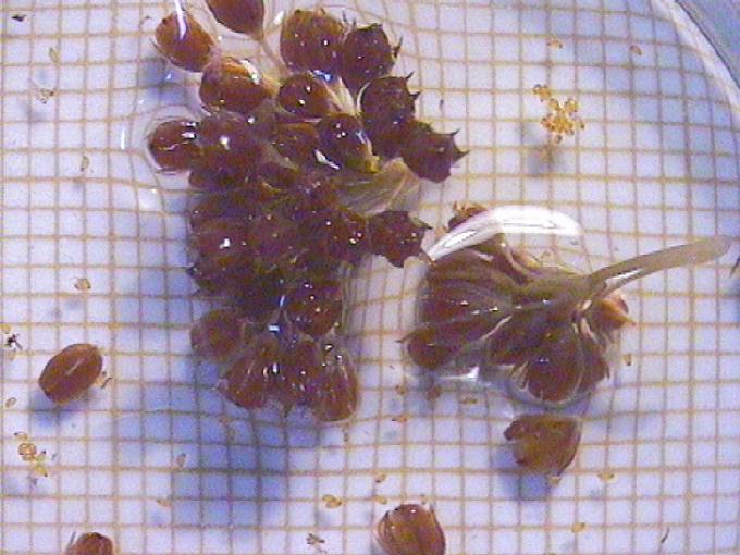 Juncus effusus L.