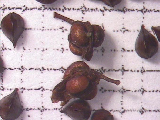 Rumex conglomeratus Murray