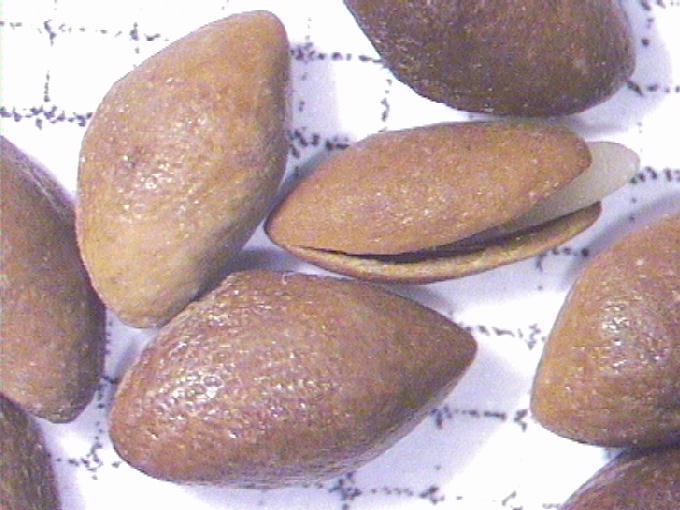 Najas marina L.