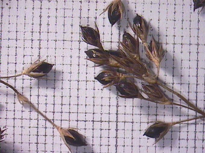 Juncus inflexus L.