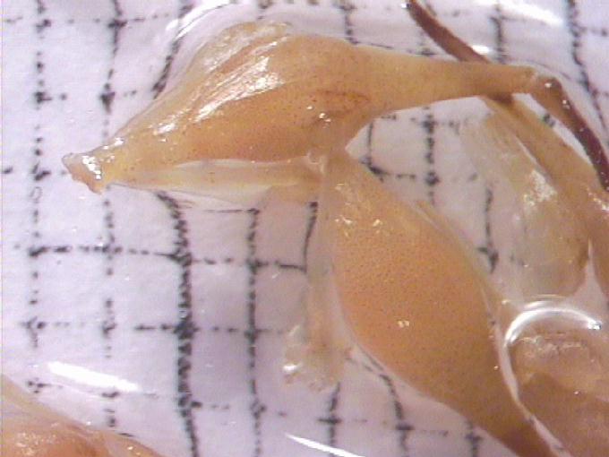 Sparganium emersum Rehm.