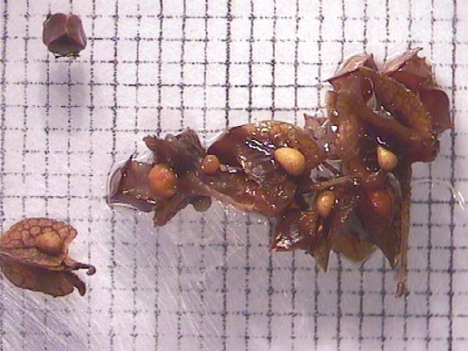 Rumex crispus L.