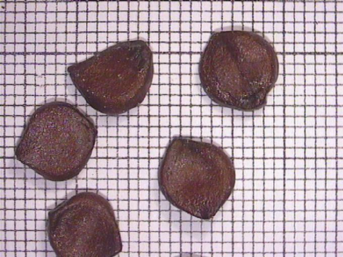 Iris pseudacorus L.