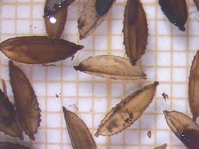 Leersia oryzoides (L.) Swartz